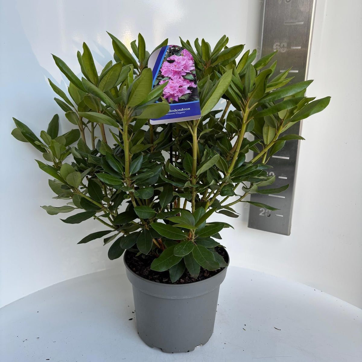 Rhododendron Roseum Elegans 60cm 23cm Pot
