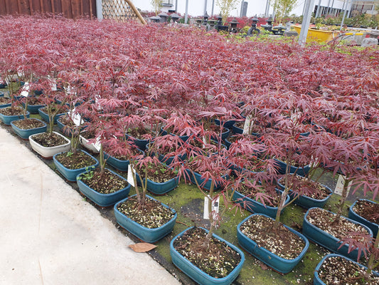 Acer Atropurpureum 50cm 21cm Pot