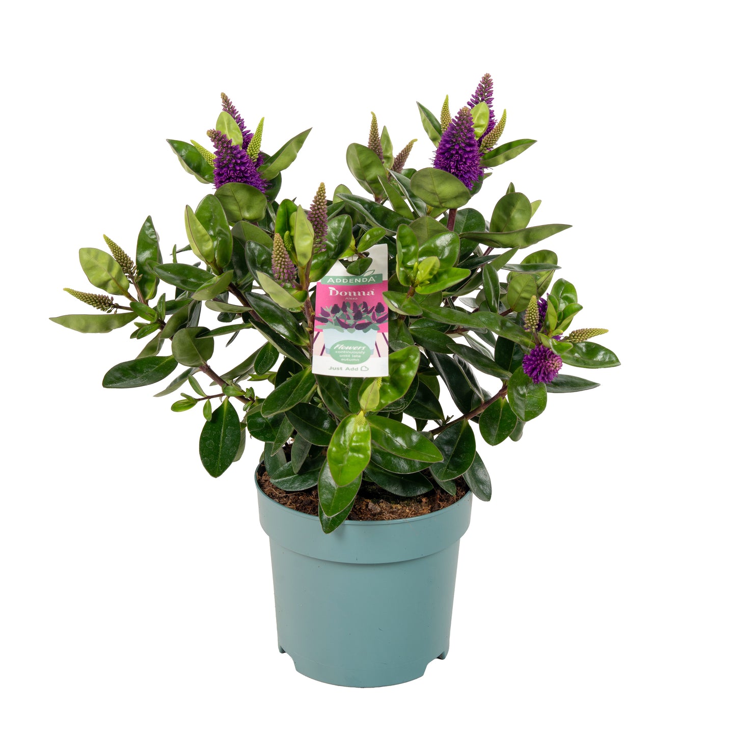 Hebe Hebedonna Alexa 35cm 15cm Pot