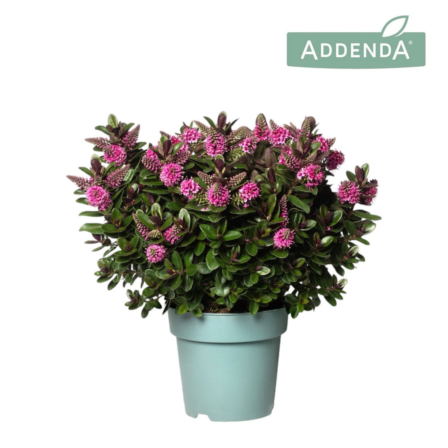 Hebe Vinoa Pink 40cm 12cm Pot
