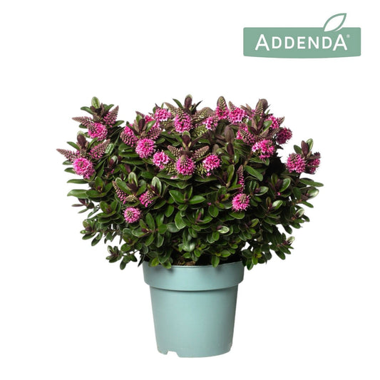 Hebe Vinoa Pink 40cm 12cm Pot
