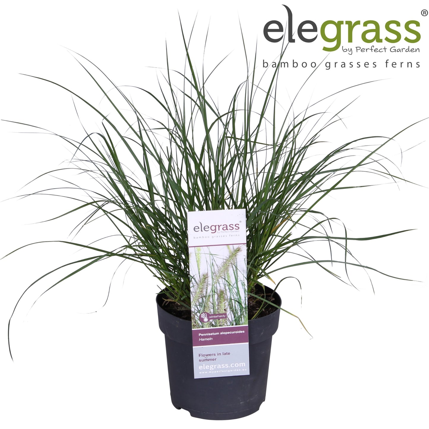 Pennisetum Hameln 35cm 14cm Pot
