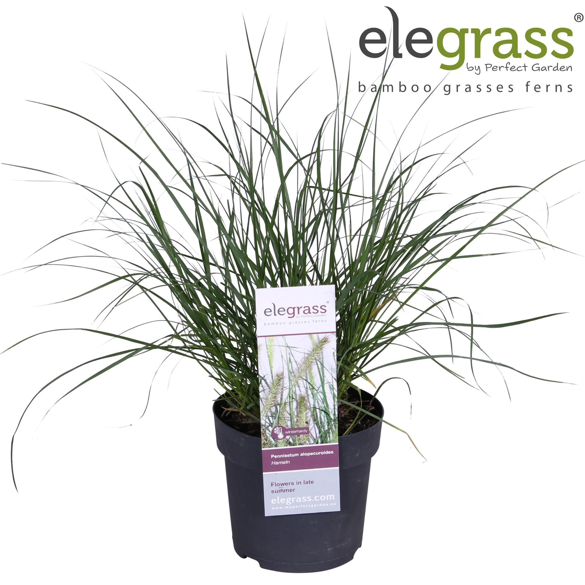 Pennisetum Hameln 35cm 14cm Pot