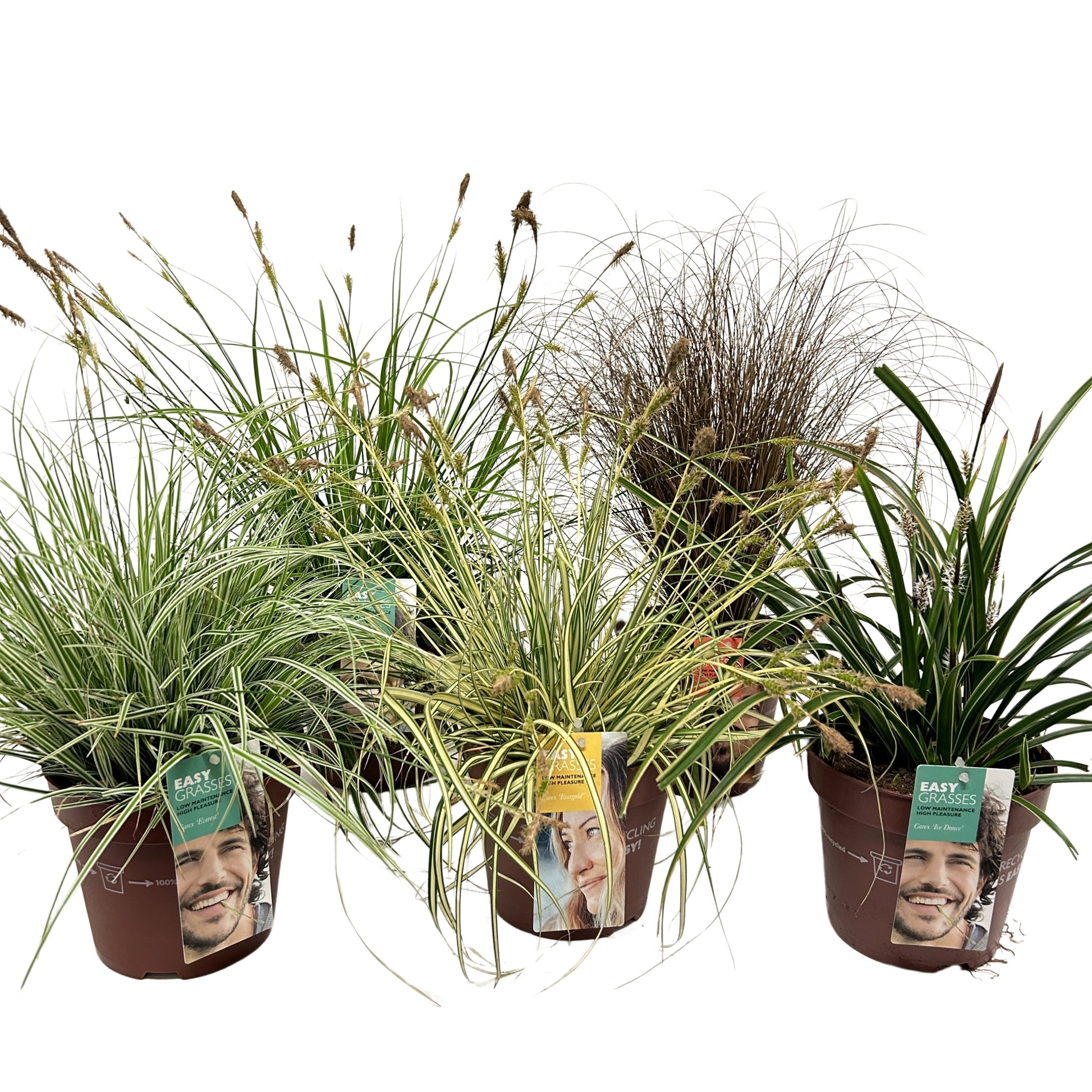 Allure Tuinplanten BV i.o. Carex mix Pack of 6