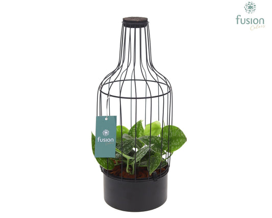Metaal fles zwart Medium met kurk en Scindapsus 43cm 15cm Pot