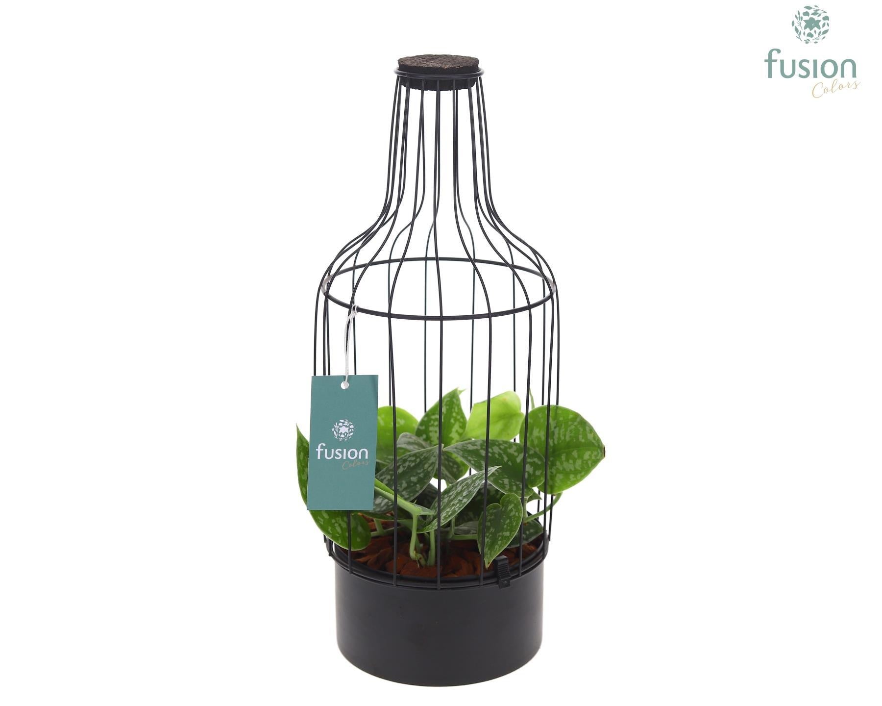 Fusioncolors BV Metaal fles zwart Medium met kurk en Scindapsus Pack of 5