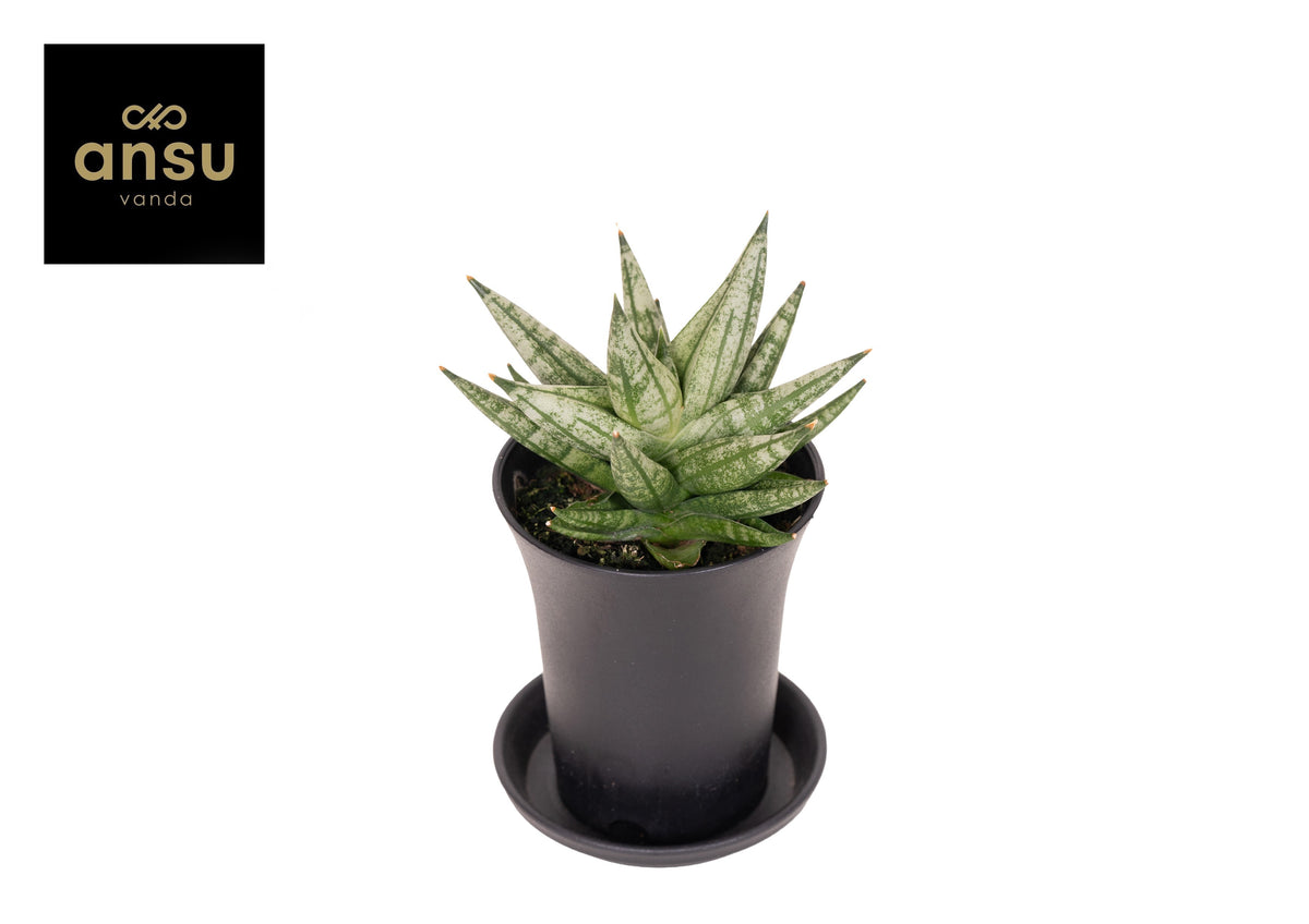 Sansevieria cyl. Inti 15cm 7.5cm Pot