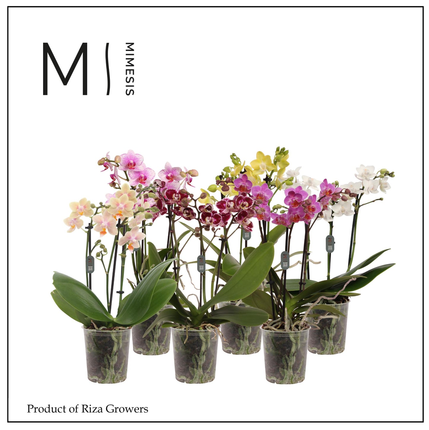 Phalaenopsis mix Mimesis 32cm 9cm Pot