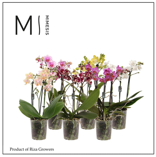 Phalaenopsis mix 32cm 9cm Pot