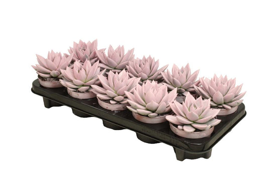 Echeveria colored Pastel pink 13cm 510cm Pot