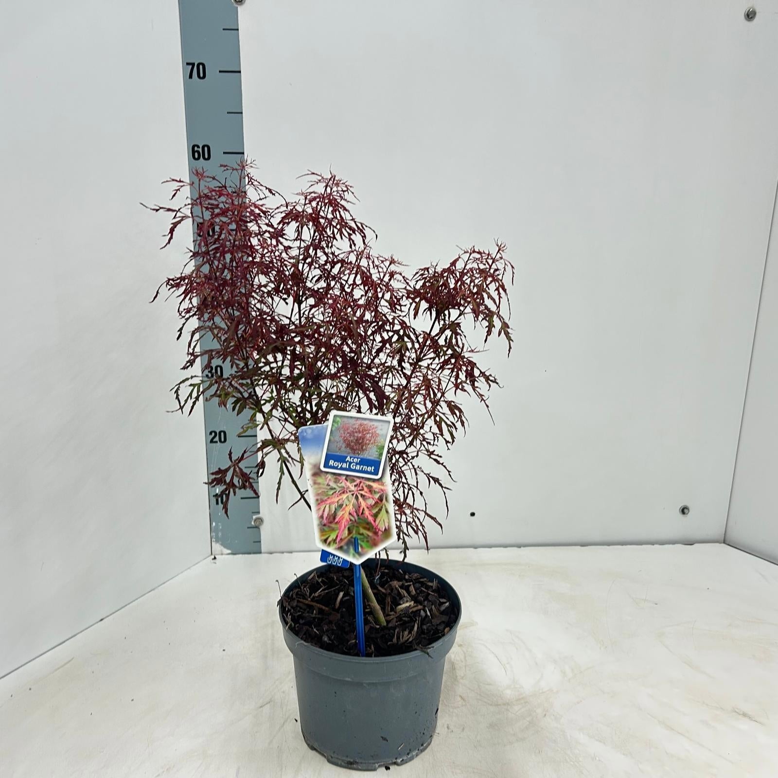 Acer palm. Royal Garnet 80cm 19cm Pot
