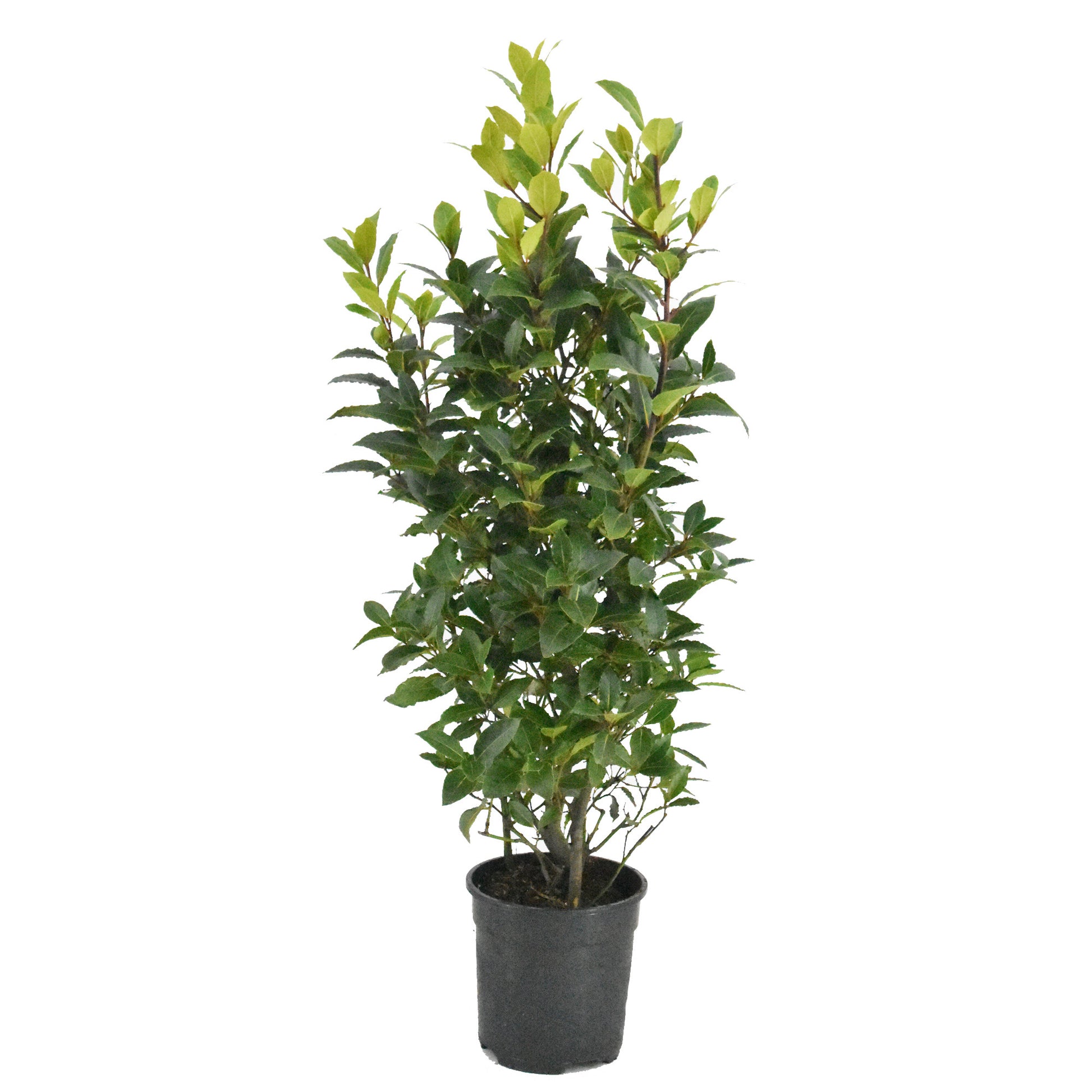Laurus nobilis 100cm 25cm Pot