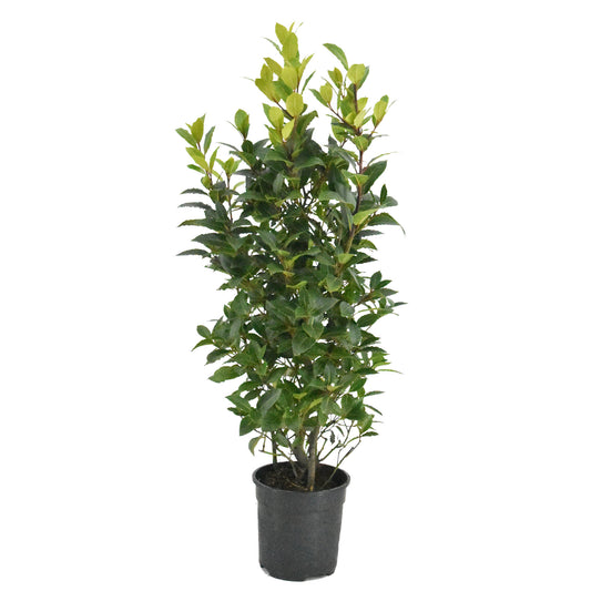 Laurus nobilis 100cm 25cm Pot