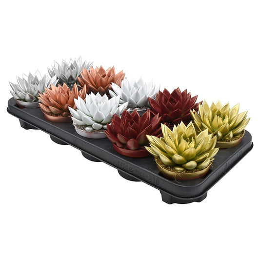 Echeveria colored mix 13cm 10.5cm Pot