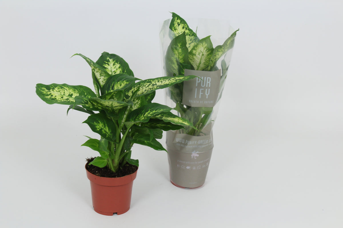 Dieffenbachia Compacta 40cm 12cm Pot