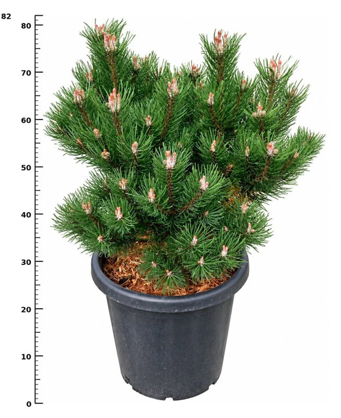 Pinus mugo Gnom 80cm 38cm Pot
