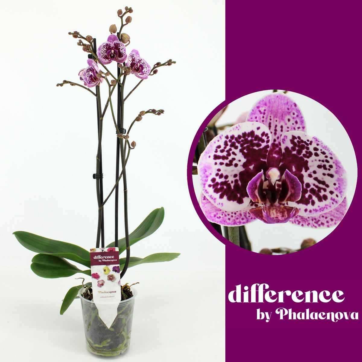 Phalaenopsis pink 60cm 12cm Pot