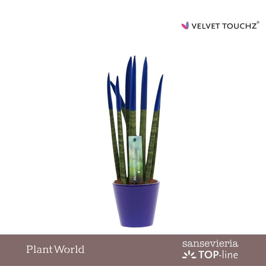 Sansevieria cylindrica 35cm 8.5cm Pot