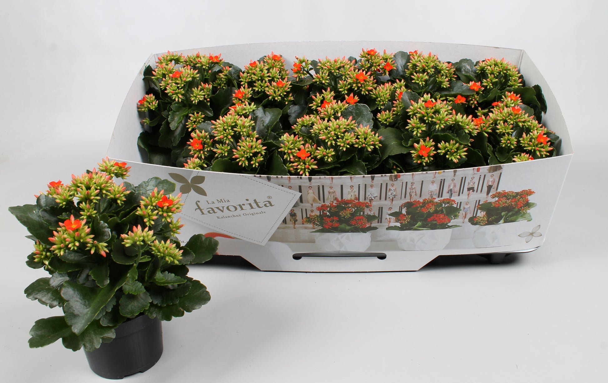 Kalanchoe Acheron Orange 22cm 10.5cm Pot