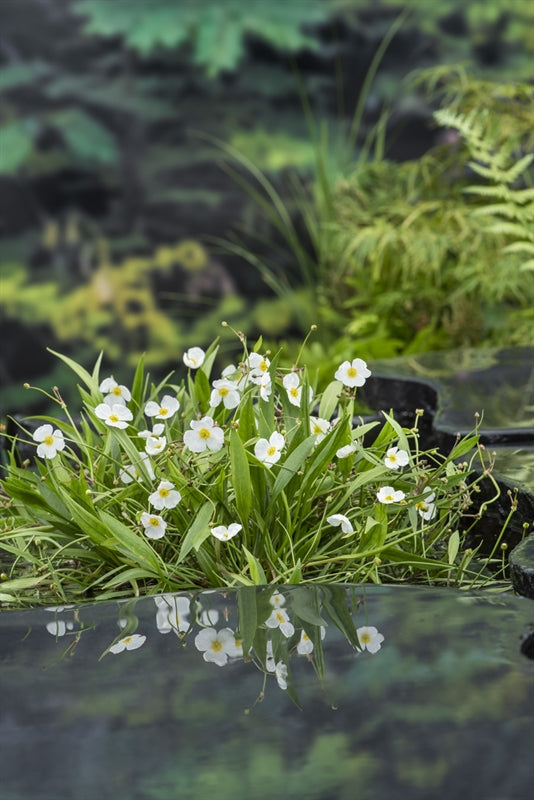 Waterplkw R. Moerings Baldellia ranunculoides Pack of 3