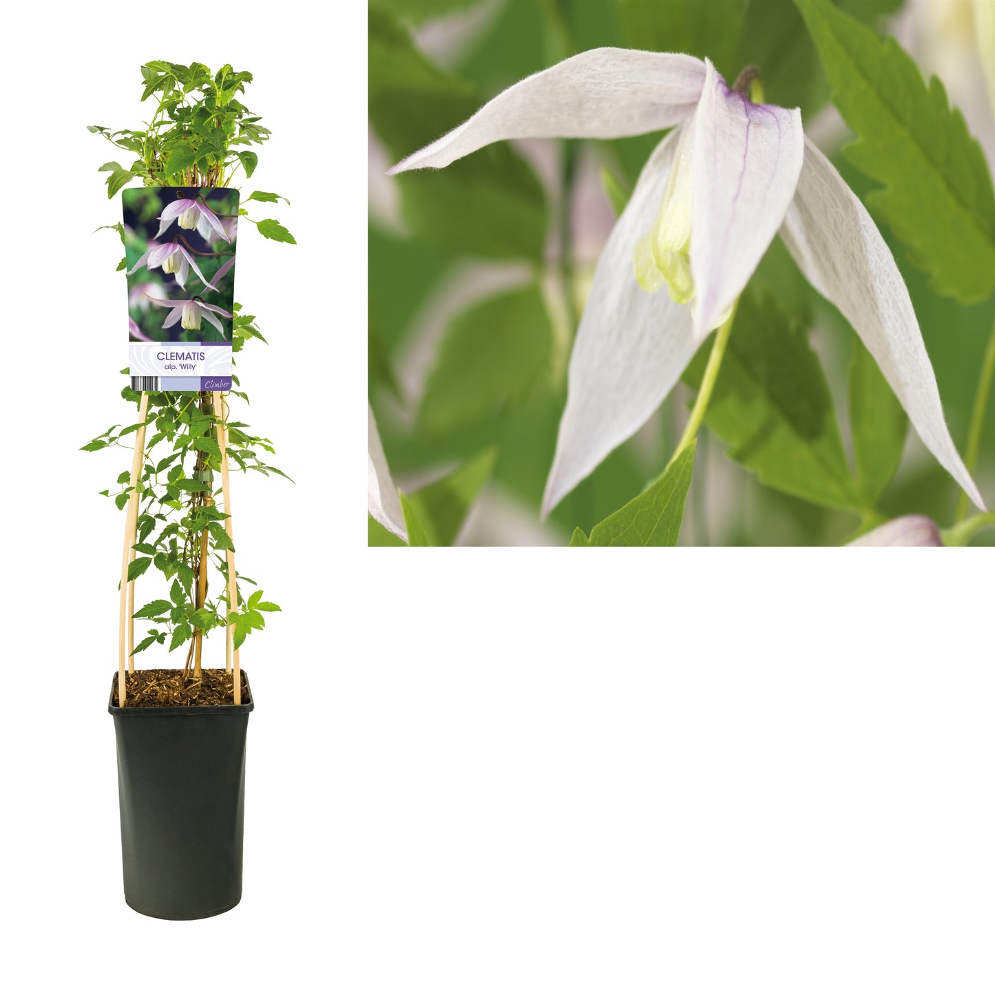 Clematis atr. Willy 75cm 17cm Pot
