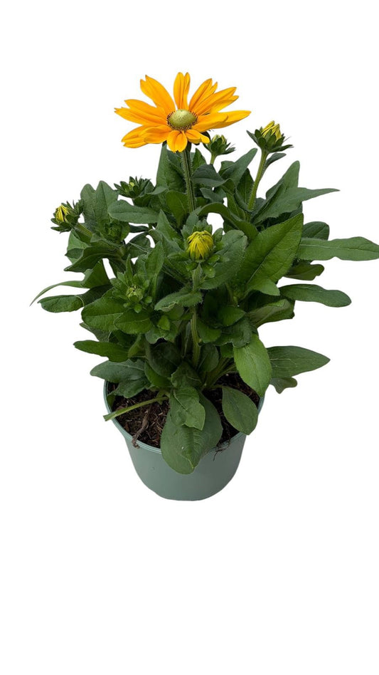 Rudbeckia Sunbeckia Marilyn 58cm 23cm Pot