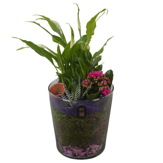 Indoor arrangement 30cm 13cm Pot