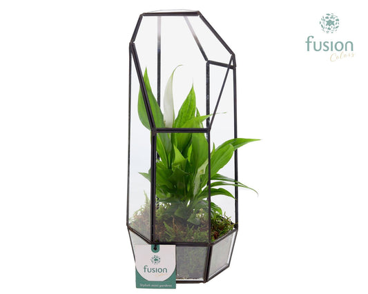 Metalen Geometrisch Lantaarn met Spathiphyllum 29cm 12cm Pot