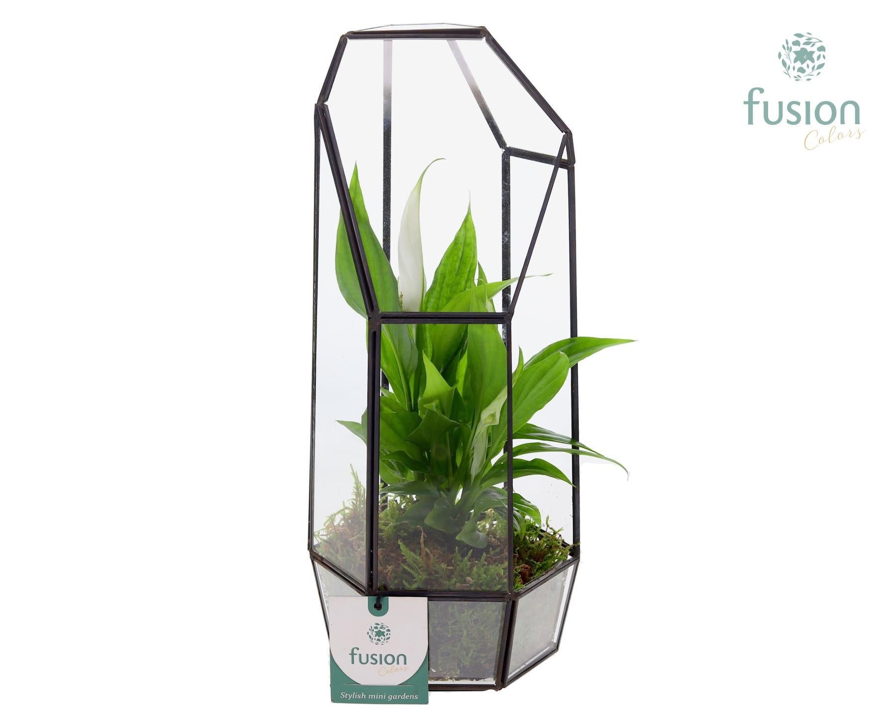 Fusioncolors BV Metalen Geometrisch Lantaarn met Spathiphyllum Pack of 6