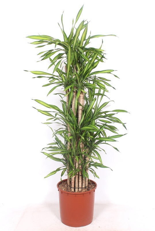 Dracaena frag. Riki 170cm 34cm Pot