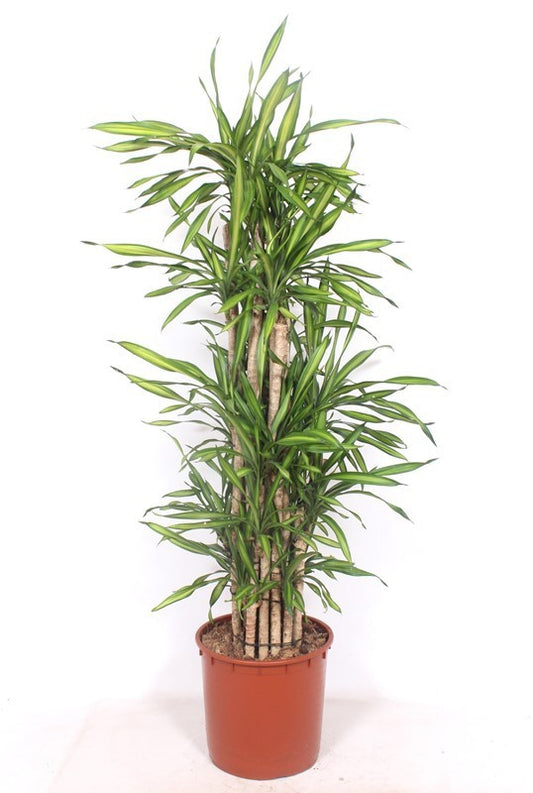 Dracaena frag. Riki 170cm 34cm Pot