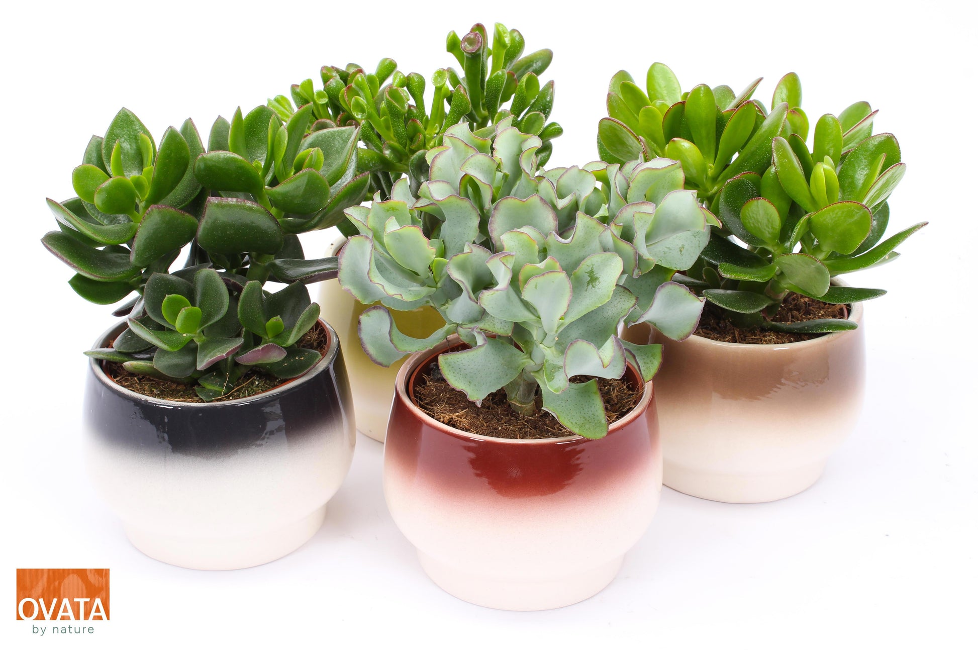 Crassula mix 15cm 14cm Pot