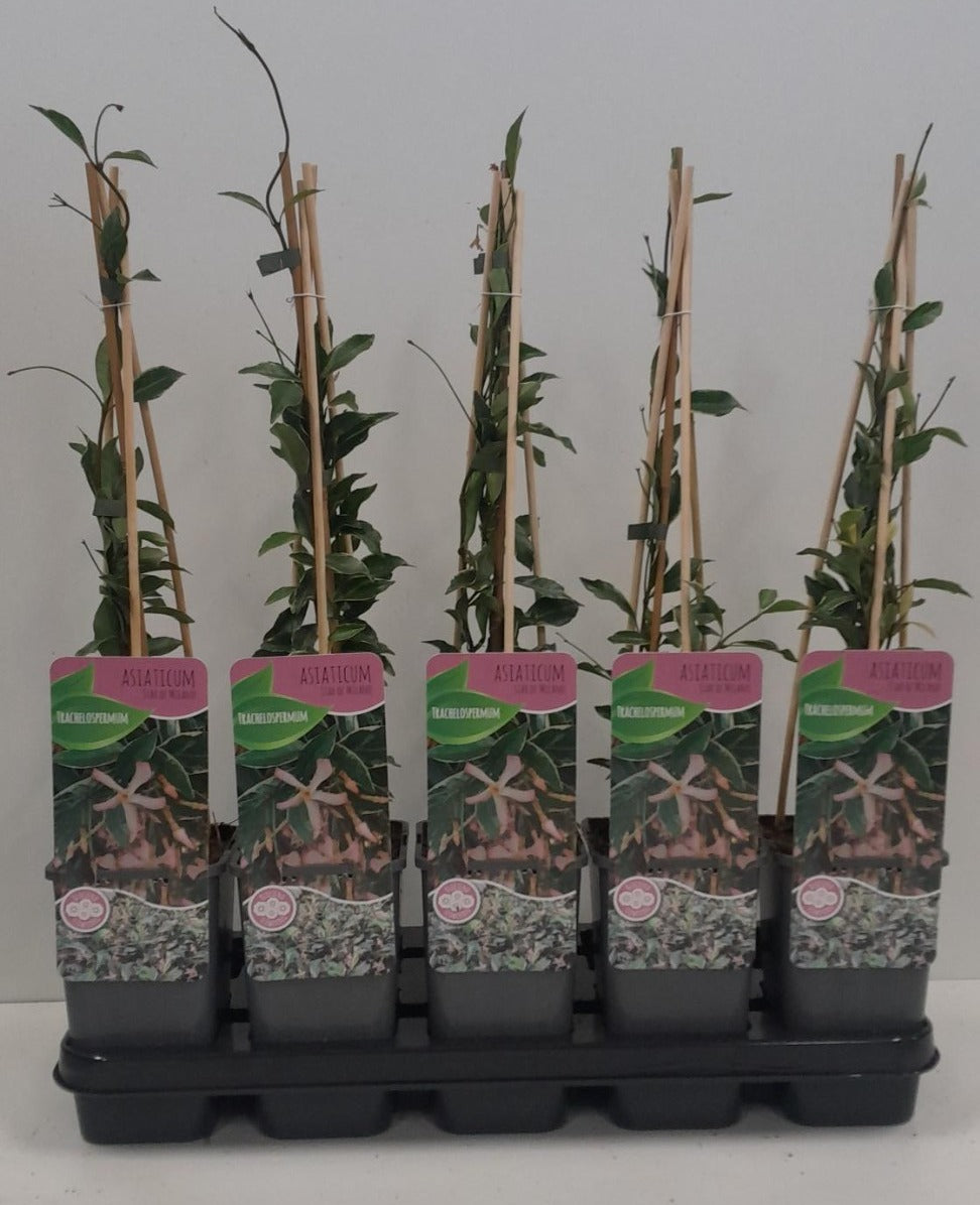 Trachelospermum asiaticum 60cm 14cm Pot