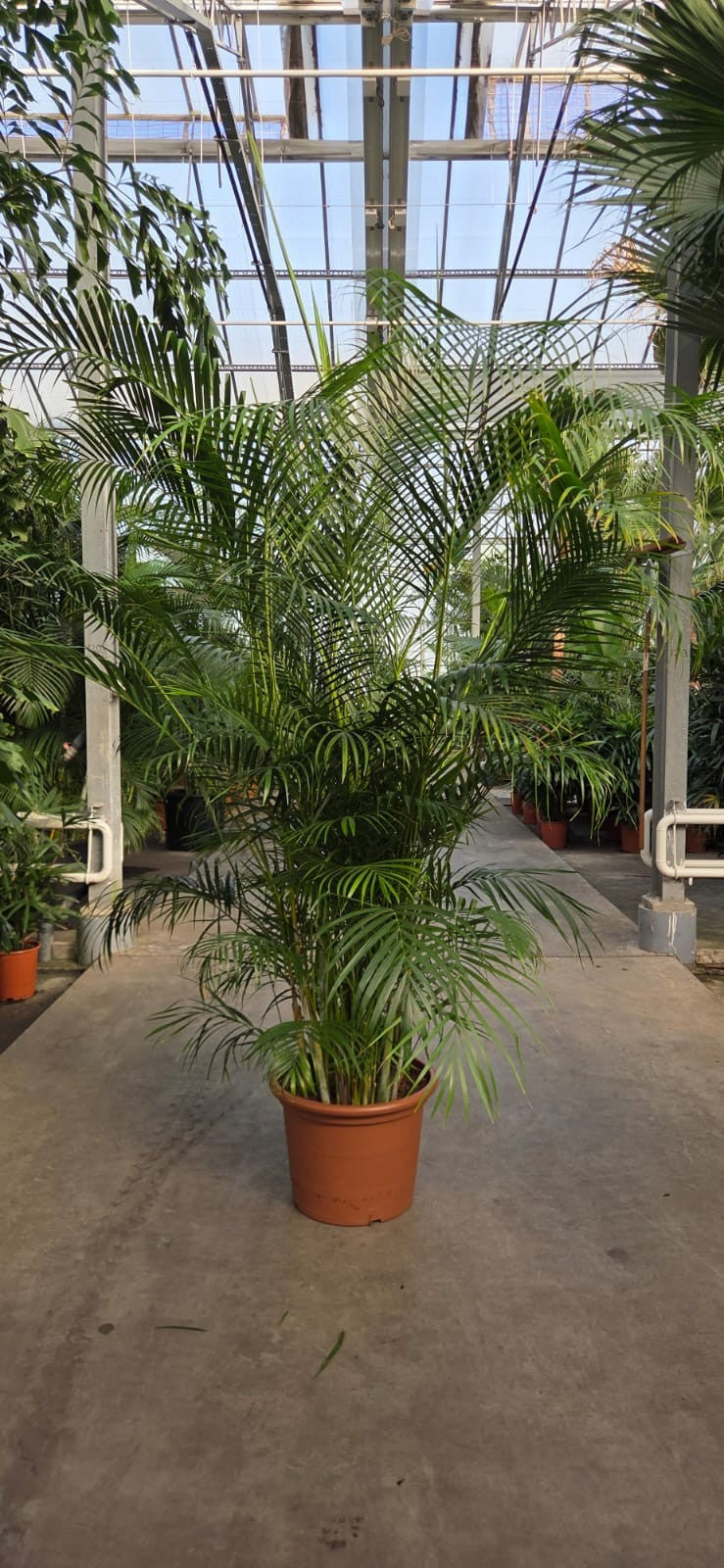 Dypsis lutescens 300cm 50cm Pot