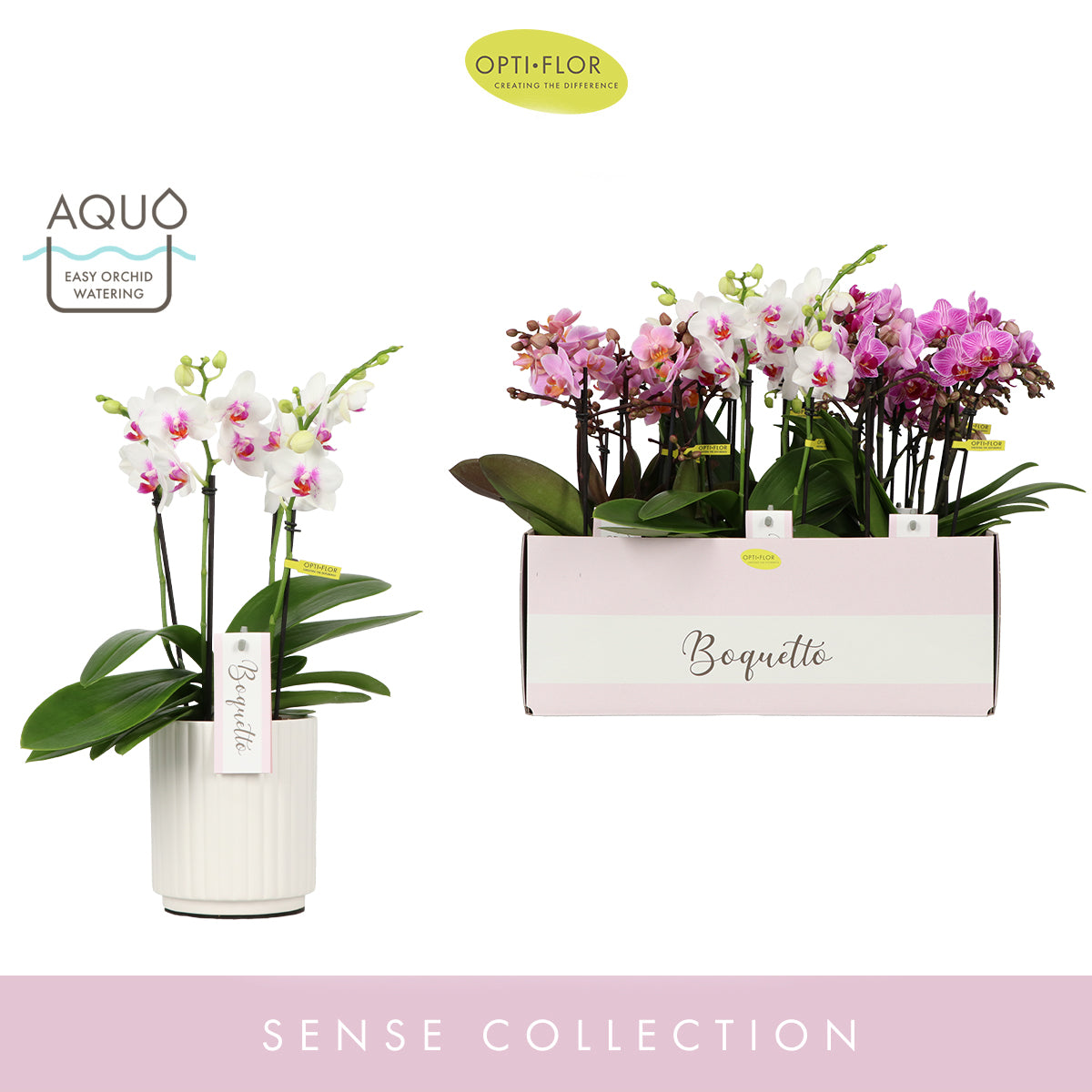 Phalaenopsis Boquetto mix Pinko 35cm 12cm Pot