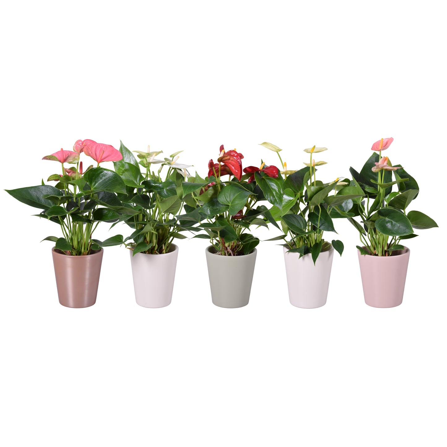 Groene Tint Anthurium mix Pack of 8