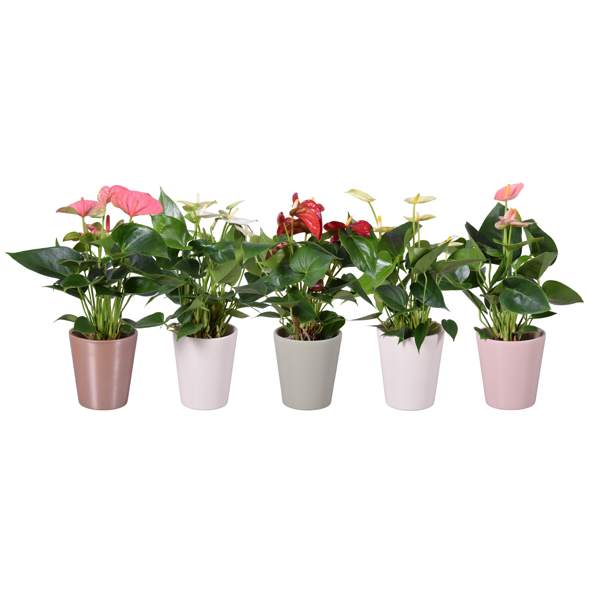 Groene Tint Anthurium mix Pack of 8