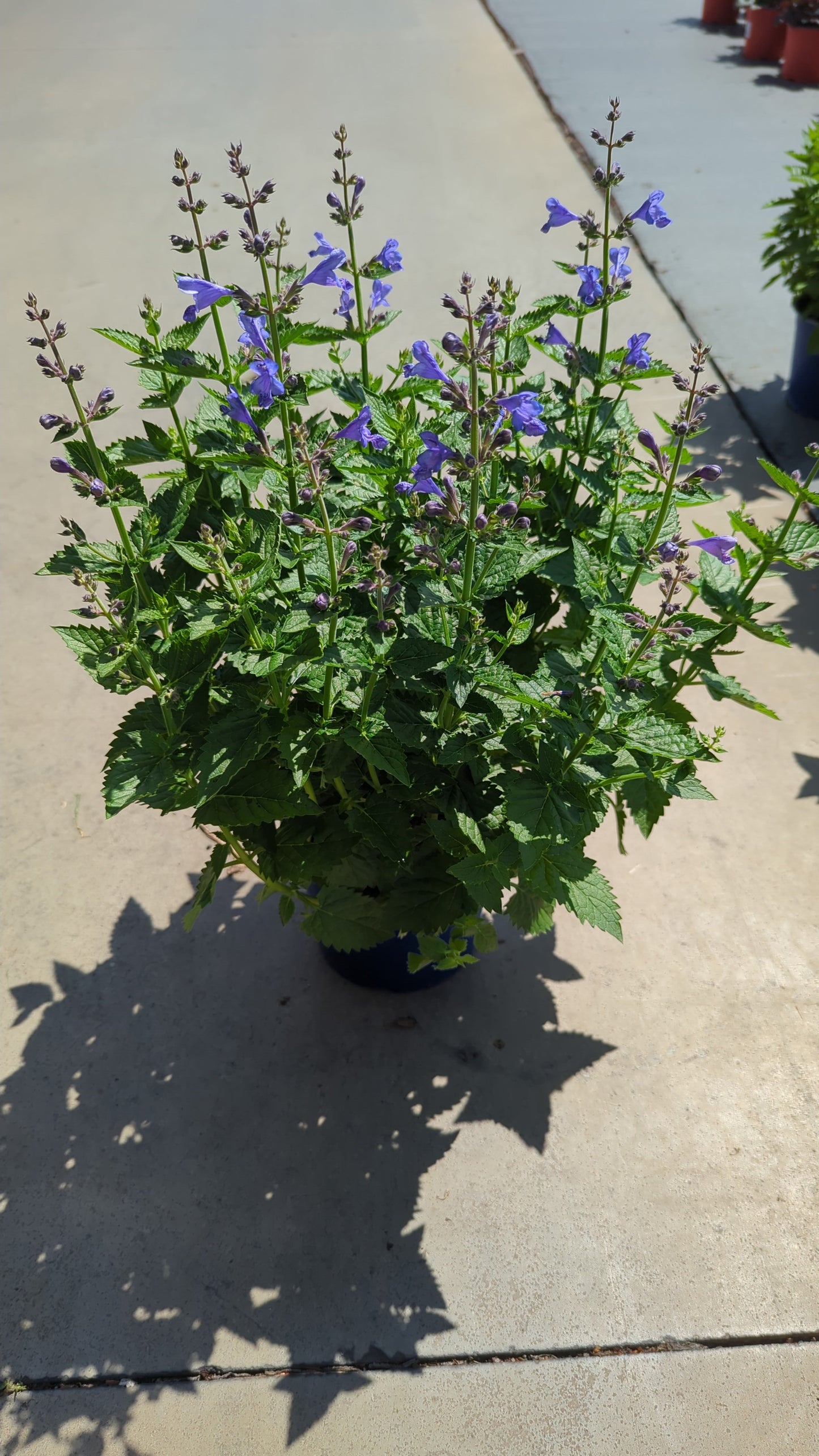 Nepeta sibirica 45cm 17cm Pot