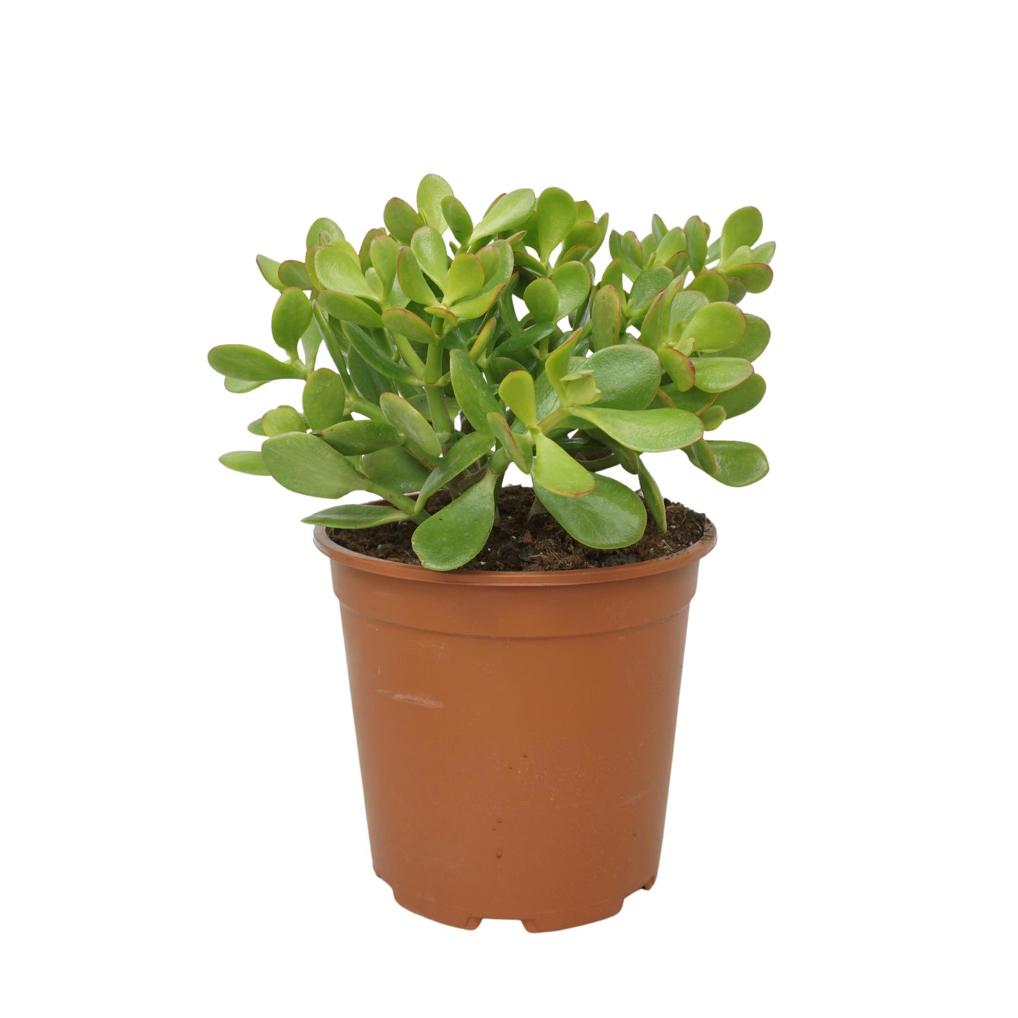 Crassula ovata 40cm 24cm Pot