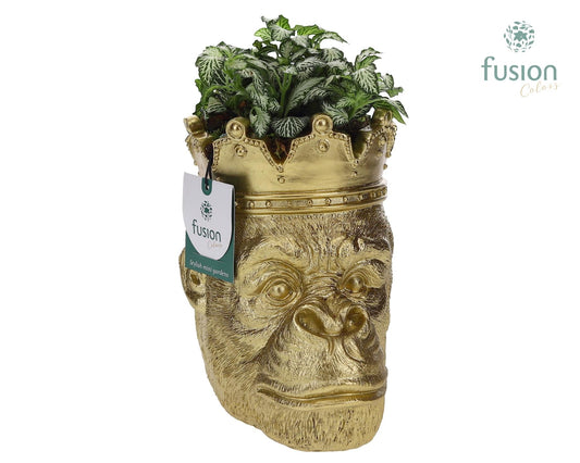 Gorilla goud met Fittonia 25cm 16cm Pot