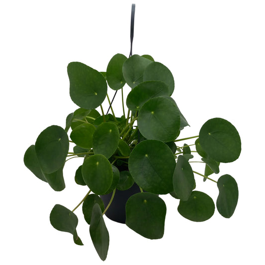 Pilea peperomioides 40cm 19cm Pot