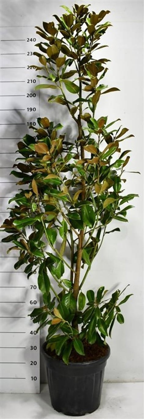 Bloemenkampen BV, Hkw. de Magnolia grandiflora Goliath Pack of 1