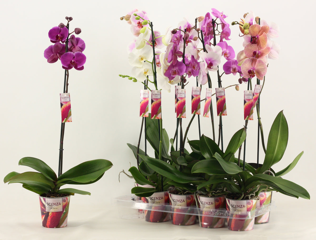 Phalaenopsis mix Scenza 75cm 12cm Pot