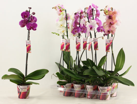 Phalaenopsis mix Scenza 75cm 12cm Pot