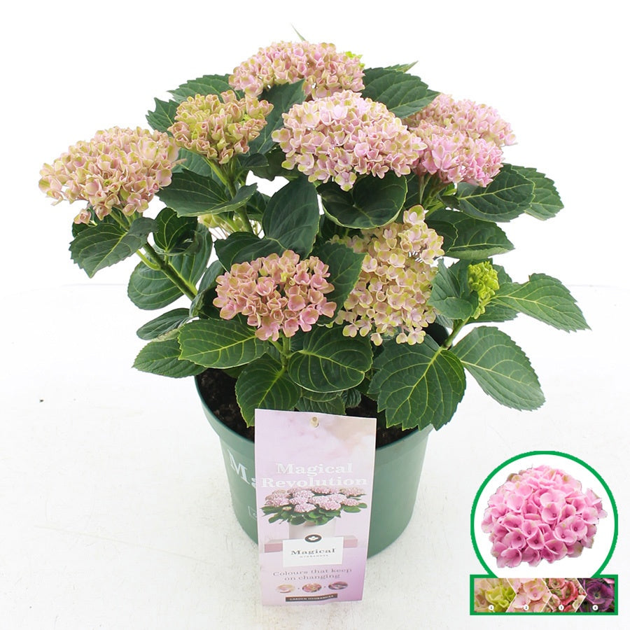 Hydrangea macrophylla Magical Revolution 35cm 20cm Pot