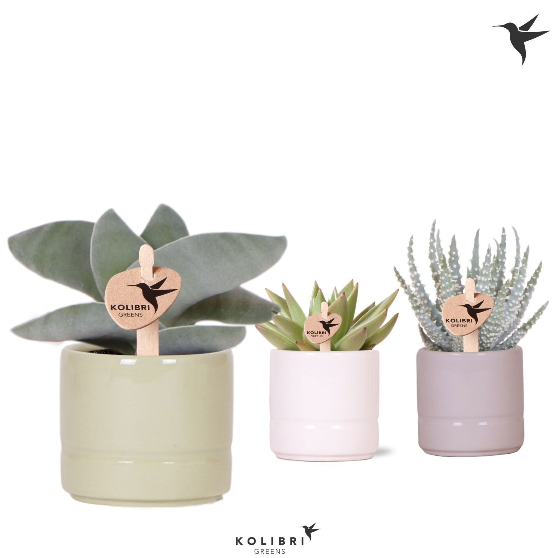 Succulent mix 13cm 6cm Pot