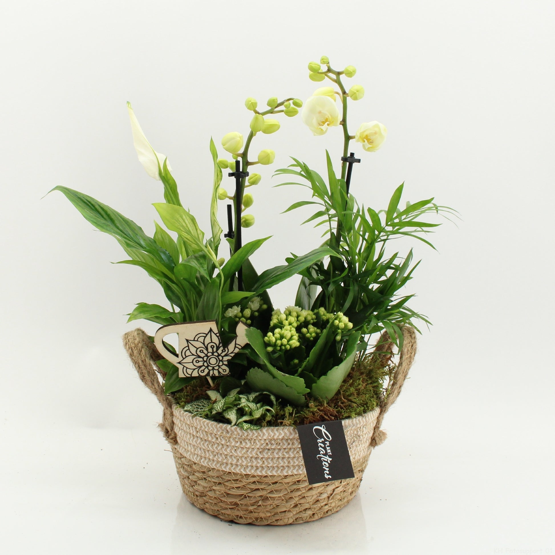 PHAL-2631W Phalaenopsis creatie 45cm 21cm Pot