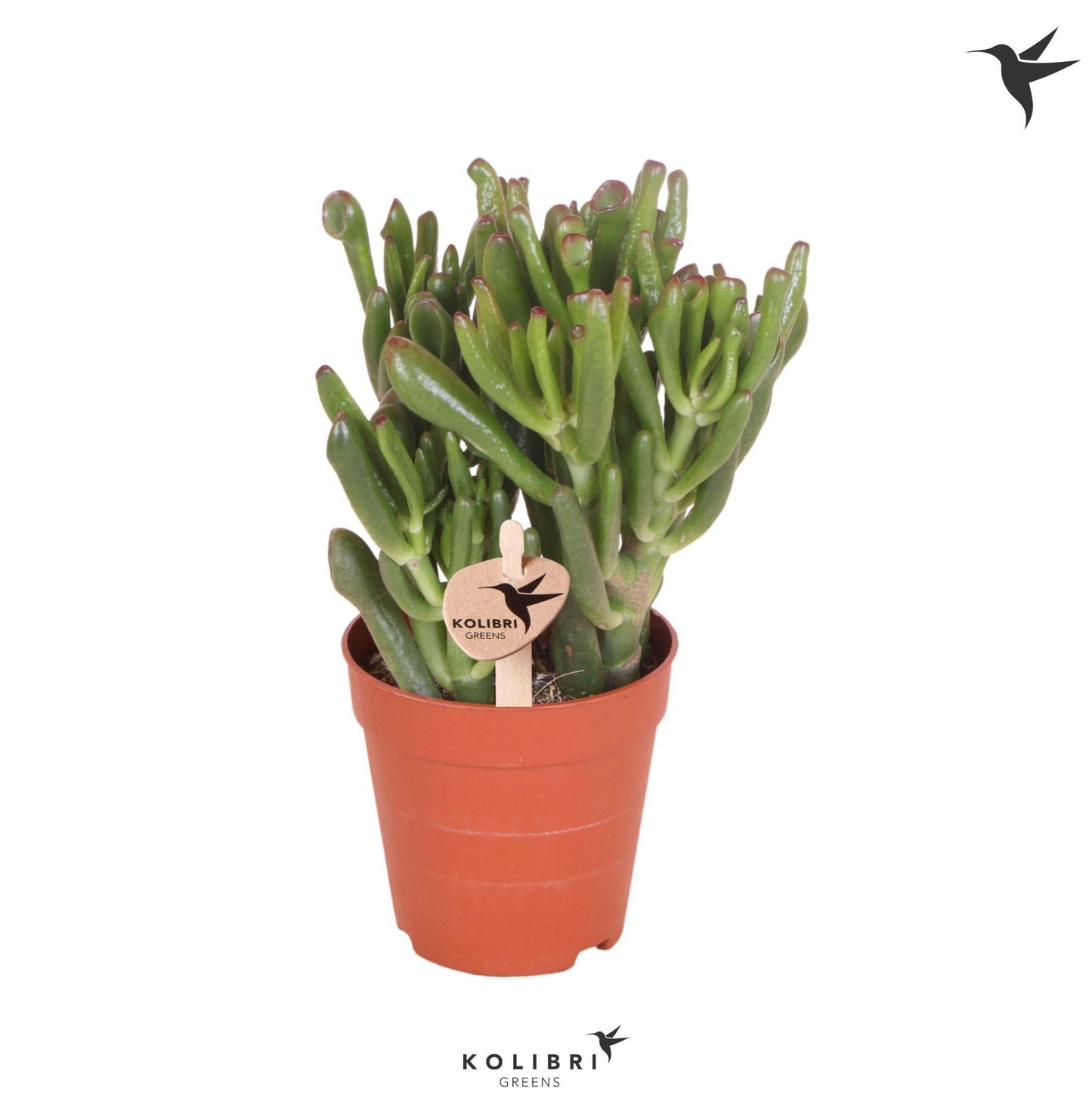 OK Plant Crassula Hobbit Pack of 12