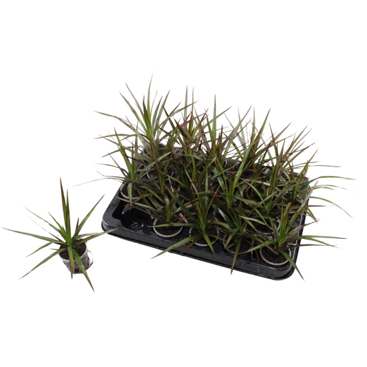 Dracaena marginata 12cm 6cm Pot