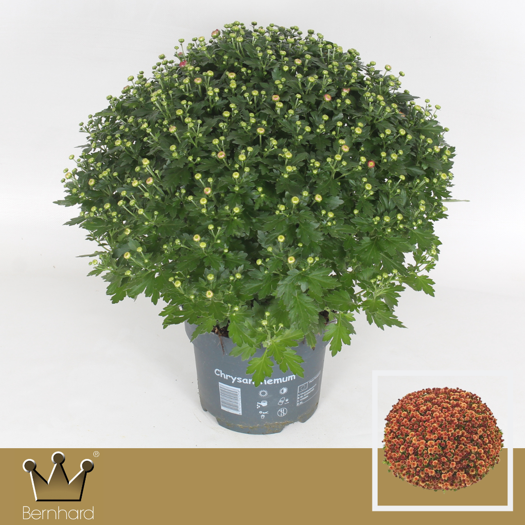 Chrysanthemum Jasoda Dark Orange 40cm 19cm Pot